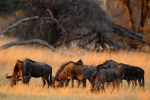 Pakůň žíhaný (Connochaetes taurinus), Pakůň žíhaný (Connochaetes taurinus) Blue wildebeest, Autor: Ondřej Prosický | NaturePhoto.cz, Model: Canon EOS-1D Mark IV, Objektiv: Canon EF 400mm f/2.8 L IS II USM, fotografováno z ruky, Clona: 3.5, Doba expozice: 1/500 s, ISO: 800, Kompenzace expozice: -1/3, Blesk: Ne, Vytvořeno: 27. června 2012 7:02:17, Hwange National Park (Zimbabwe)