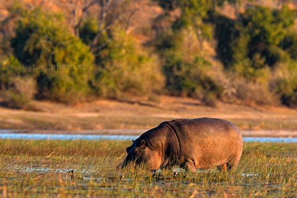 Hroch obojživelný (Hippopotamus amphibius capensis), Hroch obojživelný (Hippopotamus amphibius capensis) Hippopotamus, Autor: Ondřej Prosický | NaturePhoto.cz, Model: Canon EOS-1D Mark IV, Objektiv: Canon EF 400mm f/2.8 L IS II USM, fotografováno z ruky, Clona: 6.3, Doba expozice: 1/800 s, ISO: 640, Kompenzace expozice: -2/3, Blesk: Ne, Vytvořeno: 2. července 2012 17:11:39, Chobe National Park (Botswana)