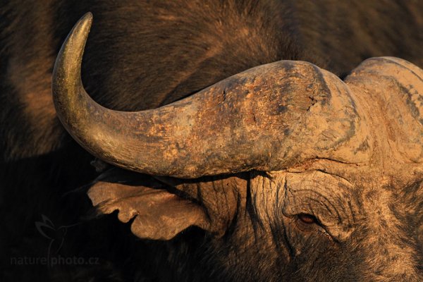 Buvol africký (Cyncerus cafer cafer), Buvol africký (Cyncerus cafer cafer) Buffalo, Autor: Ondřej Prosický | NaturePhoto.cz, Model: Canon EOS-1D Mark IV, Objektiv: Canon EF 400mm f/2.8 L IS II USM, fotografováno z ruky, Clona: 4.0, Doba expozice: 1/2500 s, ISO: 500, Kompenzace expozice: -1, Blesk: Ne, Vytvořeno: 3. července 2012 7:43:38, Chobe National Park (Botswana)