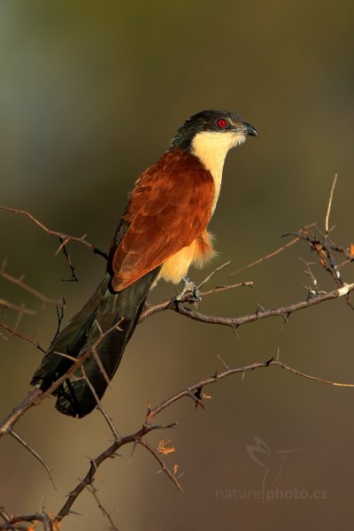 Kukačka senegalská (Centropus senegalensis), Kukačka senegalská (Centropus senegalensis) Senegal Coucal, Autor: Ondřej Prosický | NaturePhoto.cz, Model: Canon EOS-1D Mark IV, Objektiv: Canon EF 400mm f/2.8 L IS II USM, fotografováno z ruky, Clona: 5.6, Doba expozice: 1/400 s, ISO: 200, Kompenzace expozice: +1/3, Blesk: Ne, Vytvořeno: 29. června 2012 8:01:26, Hwange National Park (Zimbabwe)