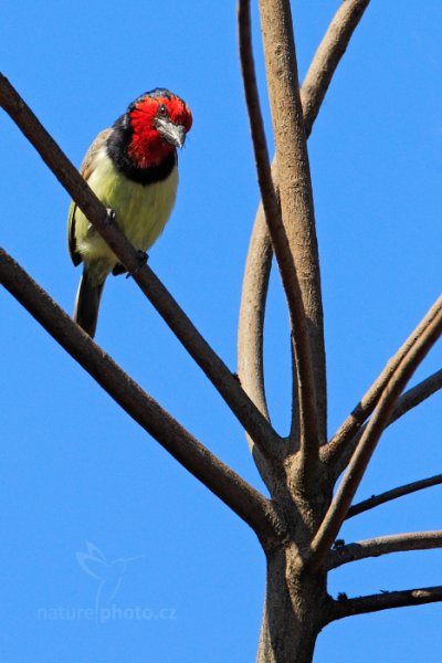 Vousák obojkový (Lybius torquatus), Vousák obojkový (Lybius torquatus) Black-collared Barbet, Autor: Ondřej Prosický | NaturePhoto.cz, Model: Canon EOS-1D Mark IV, Objektiv: Canon EF 400mm f/2.8 L IS II USM, fotografováno z ruky, Clona: 7.1, Doba expozice: 1/1000 s, ISO: 320, Kompenzace expozice: +1/3, Blesk: Ne, Vytvořeno: 1. července 2012 14:05:09, Victoria Falls, Zambezi River (Zimbabwe)