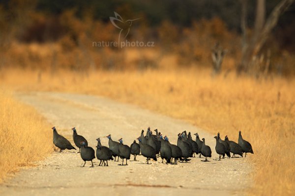 Perlička kropenatá (Numida meleagris), Perlička kropenatá (Numida meleagris) Helmeted Guineafowl, Autor: Ondřej Prosický | NaturePhoto.cz, Model: Canon EOS-1D Mark IV, Objektiv: Canon EF 400mm f/2.8 L IS II USM, fotografováno z ruky, Clona: 5.6, Doba expozice: 1/4000 s, ISO: 320, Kompenzace expozice: -2/3, Blesk: Ne, Vytvořeno: 30. června 2012 8:25:42, Hwange National Park (Zimbabwe)