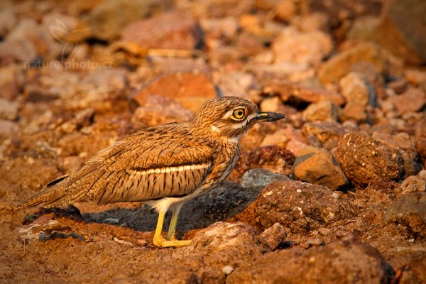 Dytík tmavý (Burhinus vermiculatus), Dytík tmavý (Burhinus vermiculatus)  Water Dikkop, Autor: Ondřej Prosický | NaturePhoto.cz, Model: Canon EOS-1D Mark IV, Objektiv: Canon EF 400mm f/2.8 L IS II USM, fotografováno z ruky, Clona: 6.3, Doba expozice: 1/1250 s, ISO: 640, Kompenzace expozice: -1/3, Blesk: Ne, Vytvořeno: 2. července 2012 15:52:33, Chobe National Park (Botswana)