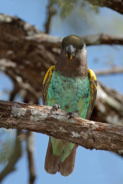 Papoušek žlutotemenný (Poicephalus meyeri), Papoušek žlutotemenný (Poicephalus meyeri) Brown Parrot, Autor: Ondřej Prosický | NaturePhoto.cz, Model: Canon EOS-1D Mark IV, Objektiv: Canon EF 400mm f/2.8 L IS II USM, fotografováno z ruky, Clona: 6.3, Doba expozice: 1/640 s, ISO: 640, Kompenzace expozice: +1/3, Blesk: Ano, Vytvořeno: 27. června 2012 10:02:48, Hwange National Park (Zimbabwe)