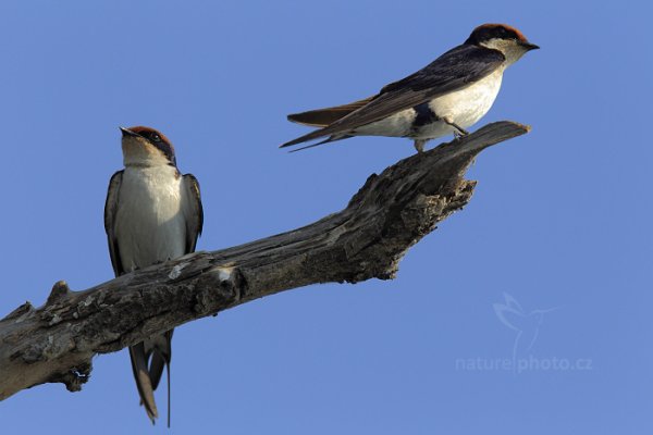 Vlaštovka dlouhoocasá (Hirundo smithii), Vlaštovka dlouhoocasá (Hirundo smithii) Wire-tailed Swallow, Autor: Ondřej Prosický | NaturePhoto.cz, Model: Canon EOS-1D Mark IV, Objektiv: Canon EF 400mm f/2.8 L IS II USM, fotografováno z ruky, Clona: 7.1, Doba expozice: 1/1600 s, ISO: 800, Kompenzace expozice: +1/3, Blesk: Ne, Vytvořeno: 5. července 2012 15:10:22, Chobe National Park (Botswana)