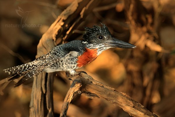 Rybařík velký (Megaceryle maxima), Rybařík velký (Megaceryle maxima) Giant Kingfisher, Autor: Ondřej Prosický | NaturePhoto.cz, Model: Canon EOS-1D Mark IV, Objektiv: Canon EF 400mm f/2.8 L IS II USM, fotografováno z ruky, Clona: 6.3, Doba expozice: 1/320 s, ISO: 1000, Kompenzace expozice: -2/3, Blesk: Ne, Vytvořeno: 5. července 2012 15:46:27, Chobe National Park (Botswana)