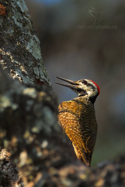 Datel vousatý  (Dendropicos namaquus) , Datel vousatý (Dendropicos namaquus) Bearded Woodpecker, Autor: Ondřej Prosický | NaturePhoto.cz, Model: Canon EOS-1D Mark IV, Objektiv: Canon EF 400mm f/2.8 L IS II USM, fotografováno z ruky, Clona: 6.3, Doba expozice: 1/250 s, ISO: 200, Kompenzace expozice: -2/3, Blesk: Ano, Vytvořeno: 4. července 2012 14:31:19, Chobe National Park (Botswana)