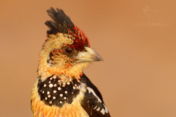 Vousák Levaillantův (Trachyphonus vaillantii), Vousák Levaillantův (Trachyphonus vaillantii) Crested Barbet, Autor: Ondřej Prosický | NaturePhoto.cz, Model: Canon EOS-1D Mark IV, Objektiv: Canon EF 400mm f/2.8 L IS II USM, fotografováno z ruky, Clona: 7.1, Doba expozice: 1/250 s, ISO: 500, Kompenzace expozice: +1/3, Blesk: Ano, Vytvořeno: 4. července 2012 17:13:25, Chobe National Park (Botswana)