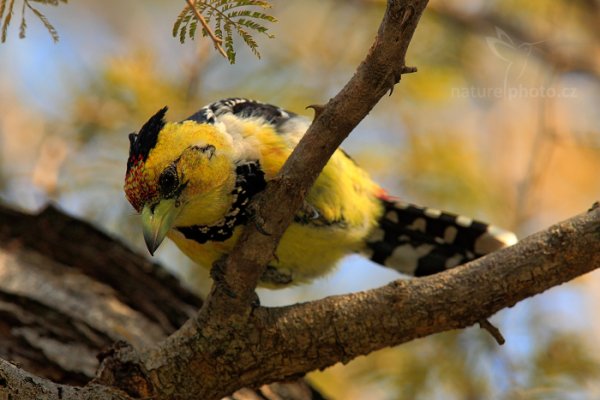 Vousák Levaillantův (Trachyphonus vaillantii), Vousák Levaillantův (Trachyphonus vaillantii) Crested Barbet, Autor: Ondřej Prosický | NaturePhoto.cz, Model: Canon EOS-1D Mark IV, Objektiv: Canon EF 400mm f/2.8 L IS II USM, fotografováno z ruky, Clona: 8.0, Doba expozice: 1/400 s, ISO: 800, Kompenzace expozice: -1/3, Blesk: Ano, Vytvořeno: 4. července 2012 14:48:59, Chobe National Park (Botswana)