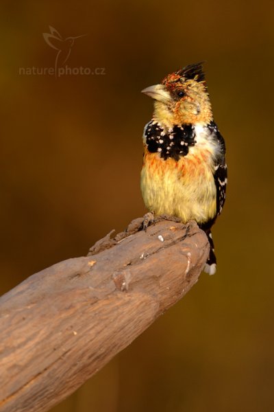 Vousák Levaillantův (Trachyphonus vaillantii), Vousák Levaillantův (Trachyphonus vaillantii) Crested Barbet, Autor: Ondřej Prosický | NaturePhoto.cz, Model: Canon EOS-1D Mark IV, Objektiv: Canon EF 400mm f/2.8 L IS II USM, fotografováno z ruky, Clona: 7.1, Doba expozice: 1/200 s, ISO: 640, Kompenzace expozice: +1/3, Blesk: Ano, Vytvořeno: 4. července 2012 17:11:59, Chobe National Park (Botswana)