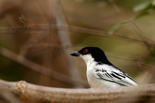 Ťuhýkovec černohřbetý (Dryoscopus cubla) , Ťuhýkovec černohřbetý (Dryoscopus cubla ) Black-backed Puffback, Autor: Ondřej Prosický | NaturePhoto.cz, Model: Canon EOS-1D Mark IV, Objektiv: Canon EF 400mm f/2.8 L IS II USM, fotografováno z ruky, Clona: 8.0, Doba expozice: 1/160 s, ISO: 400, Kompenzace expozice: -1, Blesk: Ano, Vytvořeno: 4. července 2012 14:40:23, Chobe National Park (Botswana)