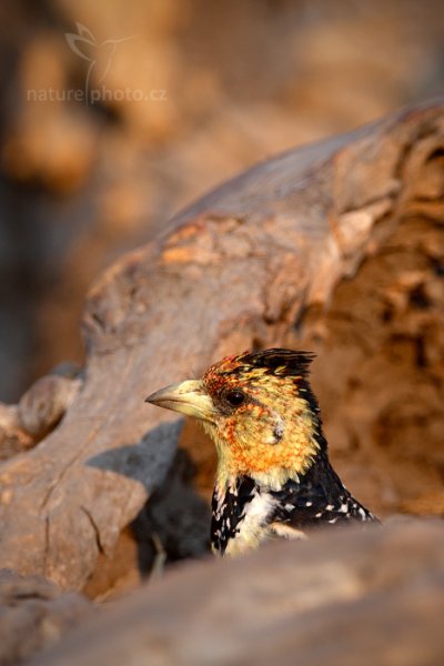 Vousák Levaillantův (Trachyphonus vaillantii), Vousák Levaillantův (Trachyphonus vaillantii) Crested Barbet, Autor: Ondřej Prosický | NaturePhoto.cz, Model: Canon EOS-1D Mark IV, Objektiv: Canon EF 400mm f/2.8 L IS II USM, fotografováno z ruky, Clona: 7.1, Doba expozice: 1/300 s, ISO: 500, Kompenzace expozice: +1/3, Blesk: Ano, Vytvořeno: 4. července 2012 17:12:15, Chobe National Park (Botswana)