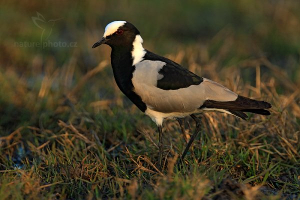 Čejka běločelá (Vanellus armatus), Čejka běločelá (Vanellus armatus) Blacksmith Plover, Autor: Ondřej Prosický | NaturePhoto.cz, Model: Canon EOS-1D Mark IV, Objektiv: Canon EF 400mm f/2.8 L IS II USM, fotografováno z ruky, Clona: 6.3, Doba expozice: 1/320 s, ISO: 800, Kompenzace expozice: -2/3, Blesk: Ne, Vytvořeno: 28. června 2012 17:11:18, Hwange National Park (Zimbabwe)