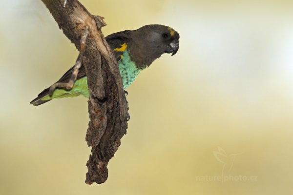 Papoušek žlutotemenný (Poicephalus meyeri), Papoušek žlutotemenný (Poicephalus meyeri) Brown Parrot, Autor: Ondřej Prosický | NaturePhoto.cz, Model: Canon EOS-1D Mark IV, Objektiv: Canon EF 400mm f/2.8 L IS II USM, fotografováno z ruky, Clona: 6.3, Doba expozice: 1/640 s, ISO: 250, Kompenzace expozice: 0, Blesk: Ano, Vytvořeno: 27. června 2012 9:58:17, Hwange National Park (Zimbabwe)