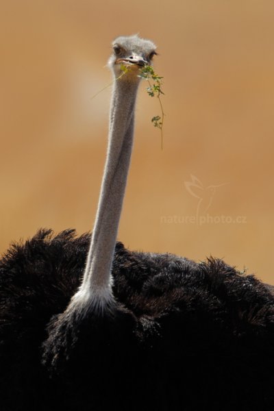 Pštros dvouprstý (Struthio camelus), Pštros dvouprstý (Struthio camelus) Ostrich, Autor: Ondřej Prosický | NaturePhoto.cz, Model: Canon EOS-1D Mark IV, Objektiv: Canon EF 400mm f/2.8 L IS II USM, fotografováno z ruky, Clona: 5.6, Doba expozice: 1/800 s, ISO: 250, Kompenzace expozice: -1/3, Blesk: Ne, Vytvořeno: 27. června 2012 10:41:14, Hwange National Park (Zimbabwe)