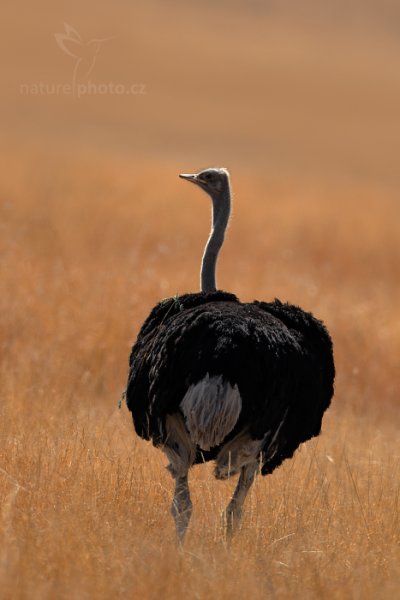 Pštros dvouprstý (Struthio camelus), Pštros dvouprstý (Struthio camelus) Ostrich, Autor: Ondřej Prosický | NaturePhoto.cz, Model: Canon EOS-1D Mark IV, Objektiv: Canon EF 400mm f/2.8 L IS II USM, fotografováno z ruky, Clona: 5.6, Doba expozice: 1/1250 s, ISO: 250, Kompenzace expozice: -1/3, Blesk: Ne, Vytvořeno: 27. června 2012 10:44:28, Hwange National Park (Zimbabwe)