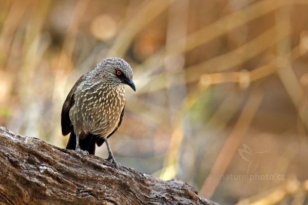 Timálie africká (Turdoides jardineii), Timálie africká (Turdoides jardineii) Arrow-marked Babbler, Autor: Ondřej Prosický | NaturePhoto.cz, Model: Canon EOS-1D Mark IV, Objektiv: Canon EF 400mm f/2.8 L IS II USM, fotografováno z ruky, Clona: 6.3, Doba expozice: 1/200 s, ISO: 1000, Kompenzace expozice: -2/3, Blesk: Ano, Vytvořeno: 27. června 2012 14:37:58, Hwange National Park (Zimbabwe)