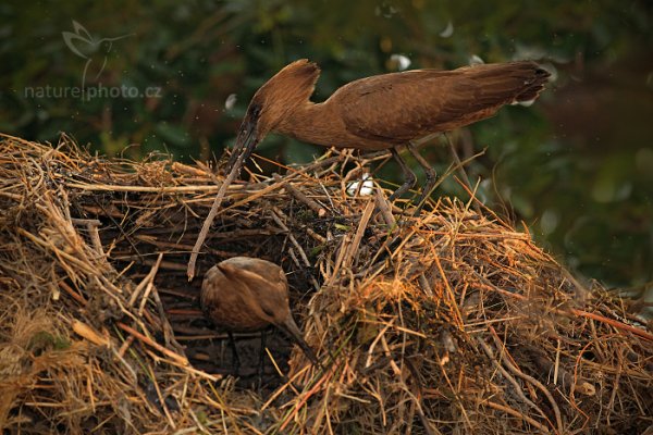 Kladivouš africký  (Scopus umbretta), Kladivouš africký  (Scopus umbretta) Hamerkop, Autor: Ondřej Prosický | NaturePhoto.cz, Model: Canon EOS-1D Mark IV, Objektiv: Canon EF 400mm f/2.8 L IS II USM, fotografováno z ruky, Clona: 4.0, Doba expozice: 1/320 s, ISO: 1250, Kompenzace expozice: -1/3, Blesk: Ano, Vytvořeno: 4. července 2012 7:58:55, Chobe National Park (Botswana)