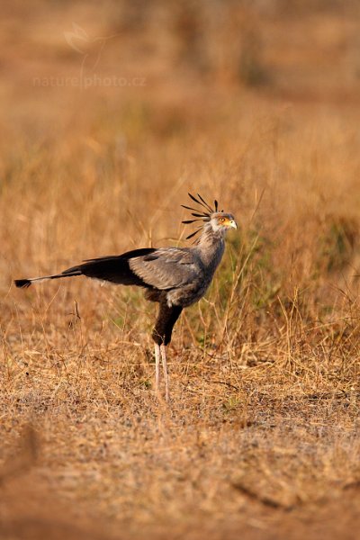 Hadilov písař (Sagittarius serpentarius), Hadilov písař (Sagittarius serpentarius) Secretary Bird, Autor: Ondřej Prosický | NaturePhoto.cz, Model: Canon EOS-1D Mark IV, Objektiv: Canon EF 400mm f/2.8 L IS II USM, fotografováno z ruky, Clona: 4.0, Doba expozice: 1/5000 s, ISO: 400, Kompenzace expozice: -1, Blesk: Ne, Vytvořeno: 5. července 2012 8:10:55, Chobe National Park (Botswana)