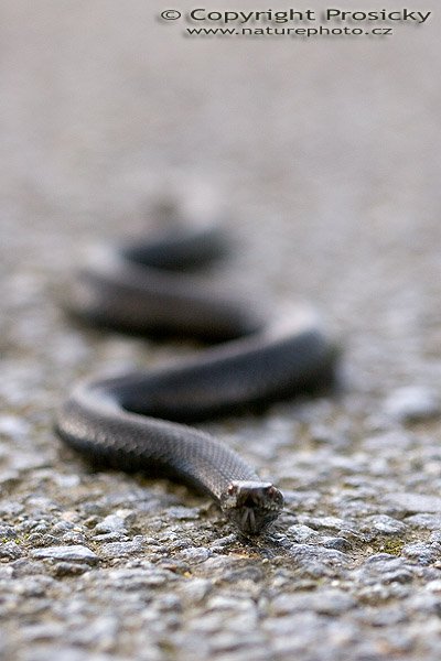 Zmije obecná (Vipera berus), černá forma, Autor: Ondřej Prosický, Model aparátu: Canon EOS 20D, Objektiv: Canon EF 100mm f/2.8 Macro USM, fotografováno z ruky, Ohnisková vzdálenost: 100.00 mm, Clona: 3.50, Doba expozice: 1/200 s, ISO: 400, Vyvážení expozice: 0.67, Blesk: Ne, Vytvořeno: 24. září 2005 15:07:53, nedaleko vodní nádrže Lipno, Šumava (ČR)