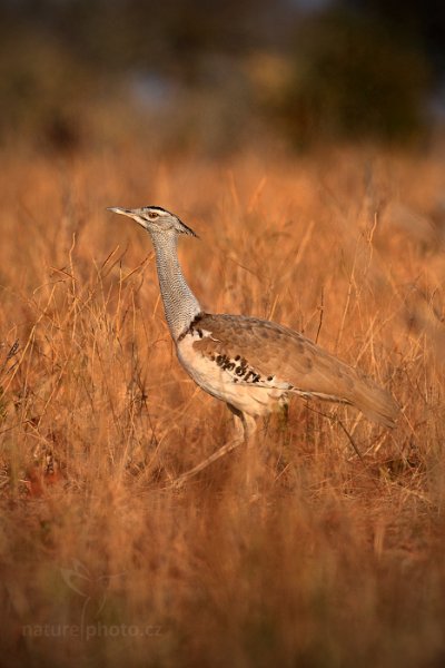 drop kori (Ardeotis kori), drop kori (Ardeotis kori) Kori Bustard, Autor: Ondřej Prosický | NaturePhoto.cz, Model: Canon EOS-1D Mark IV, Objektiv: Canon EF 400mm f/2.8 L IS II USM, fotografováno z ruky, Clona: 4.0, Doba expozice: 1/8000 s, ISO: 800, Kompenzace expozice: -1, Blesk: Ne, Vytvořeno: 5. července 2012 8:00:45, Chobe National Park (Botswana)