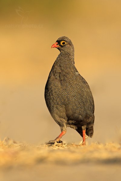 Frankolín červenozobý (Francolinus adspersus), Frankolín červenozobý (Francolinus adspersus) Red-billed Francolin, Autor: Ondřej Prosický | NaturePhoto.cz, Model: Canon EOS-1D Mark IV, Objektiv: Canon EF 400mm f/2.8 L IS II USM, fotografováno z ruky, Clona: 7.1, Doba expozice: 1/2000 s, ISO: 320, Kompenzace expozice: -1, Blesk: Ne, Vytvořeno: 3. července 2012 8:08:45, Chobe National Park (Botswana)