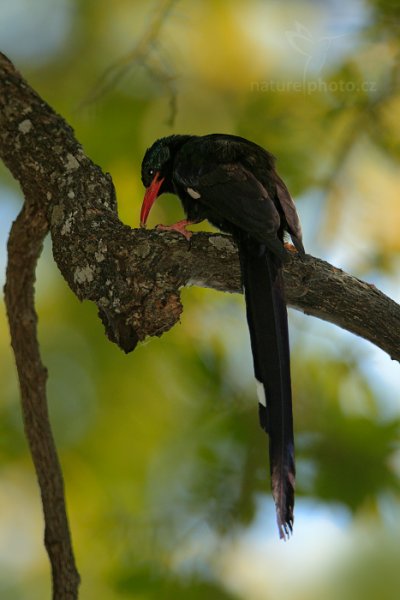 Dudkovec stromový (Phoeniculus purpureus), Dudkovec stromový (Phoeniculus purpurem) Green Wood Hoopoe, Autor: Ondřej Prosický | NaturePhoto.cz, Model: Canon EOS-1D Mark IV, Objektiv: Canon EF 400mm f/2.8 L IS II USM, fotografováno z ruky, Clona: 6.3, Doba expozice: 1/640 s, ISO: 1000, Kompenzace expozice: -2/3, Blesk: Ano, Vytvořeno: 3. července 2012 13:13:39, Chobe National Park (Botswana)