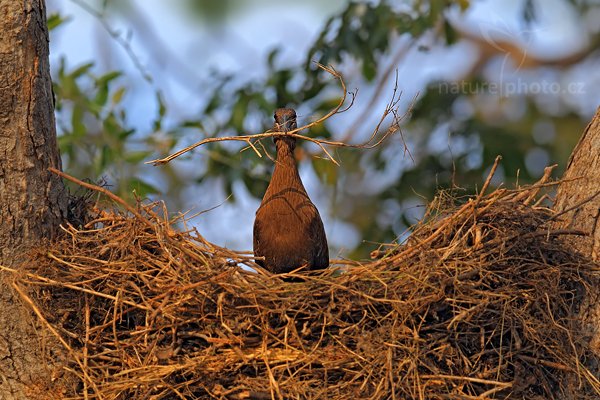 Kladivouš africký  (Scopus umbretta), Kladivouš africký  (Scopus umbretta) Hamerkop, Autor: Ondřej Prosický | NaturePhoto.cz, Model: Canon EOS-1D Mark IV, Objektiv: Canon EF 400mm f/2.8 L IS II USM, fotografováno z ruky, Clona: 4.0, Doba expozice: 1/1250 s, ISO: 400, Kompenzace expozice: -1/3, Blesk: Ne, Vytvořeno: 4. července 2012 8:10:05, Chobe National Park (Botswana)