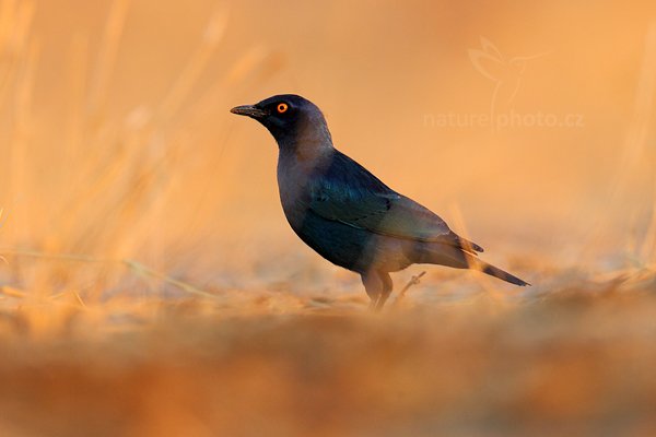 Leskoptev savanová (Lamprotornis nitens), Leskoptev savanová (Lamprotornis nitens)  Cape Glossy Starling