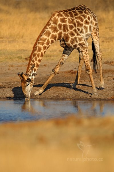 Žirafa angolská (Giraffa camelopardalis), Žirafa angolská (Giraffa camelopardalis) Angolan Giraffe, Autor: Ondřej Prosický | NaturePhoto.cz, Model: Canon EOS-1D Mark IV, Objektiv: Canon EF 400mm f/2.8 L IS II USM, fotografováno z ruky, Clona: 3.2, Doba expozice: 1/8000 s, ISO: 320, Kompenzace expozice: -2/3, Blesk: Ano, Vytvořeno: 27. června 2012 15:56:43, Hwange National Park (Zimbabwe)