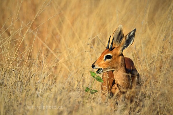 Antilopa travní (Raphicerus campestris), Antilopa travní (Raphicerus campestris) Steenbok, Autor: Ondřej Prosický | NaturePhoto.cz, Model: Canon EOS-1D Mark IV, Objektiv: Canon EF 400mm f/2.8 L IS II USM, fotografováno z ruky, Clona: 5.6, Doba expozice: 1/1000 s, ISO: 100, Kompenzace expozice: 0, Blesk: Ne, Vytvořeno: 28. června 2012 9:44:23, Hwange National Park (Zimbabwe)