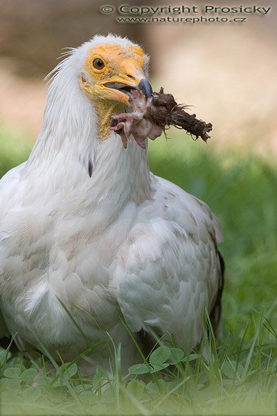 Sup mrchožravý (Neophron percnopterus), Sup mrchožravý (Neophron percnopterus), Egyptian Vulture, Autor: Ondřej Prosický, Model aparátu: Canon EOS 20D, Objektiv: Canon EF 400mm f/5.6 L USM, Manfrotto 190B + 141RC, Ohnisková vzdálenost: 400.00 mm, Režim měření expozice: Vzorek, Clona: 7.10, Doba expozice: 1/200 s, ISO: 200, Vyvážení expozice: 0.00, Blesk: Ne, Vytvořeno: 7. října 2005 13:39:40, ZOO Praha - Troja, (ČR) 