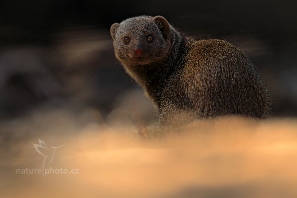 Mangusta jižní (Helogale parvula parvula), Mangusta jižní (Helogale parvula parvula) Dwarf Mongoose, Autor: Ondřej Prosický | NaturePhoto.cz, Model: Canon EOS-1D Mark IV, Objektiv: Canon EF 400mm f/2.8 L IS II USM, fotografováno z ruky, Clona: 6.3, Doba expozice: 1/60 s, ISO: 400, Kompenzace expozice: -1 1/3, Blesk: Ne, Vytvořeno: 28. června 2012 12:51:10, Hwange National Park (Zimbabwe)