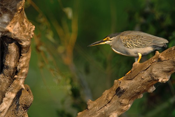 Volavka proměnlivá (Butorides striata), Volavka proměnlivá (Butorides striata) Striated Heron, Autor: Ondřej Prosický | NaturePhoto.cz, Model: Canon EOS-1D Mark IV, Objektiv: Canon EF 400mm f/2.8 L IS II USM, fotografováno z ruky, Clona: 6.3, Doba expozice: 1/500 s, ISO: 640, Kompenzace expozice: -1/3, Blesk: Ne, Vytvořeno: 2. července 2012 15:47:55, Chobe National Park (Botswana)