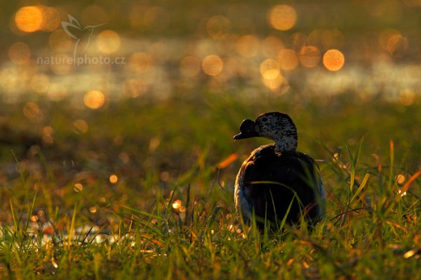 Pižmovka hřebenatá (Sarkidiornis melanotos), Pižmovka hřebenatá (Sarkidiornis melanotos) Knob-billed Duck, Autor: Ondřej Prosický | NaturePhoto.cz, Model: Canon EOS-1D Mark IV, Objektiv: Canon EF 400mm f/2.8 L IS II USM, fotografováno z ruky, Clona: 6.3, Doba expozice: 1/1250 s, ISO: 640, Kompenzace expozice: 0, Blesk: Ne, Vytvořeno: 2. července 2012 16:33:24, Chobe National Park (Botswana)