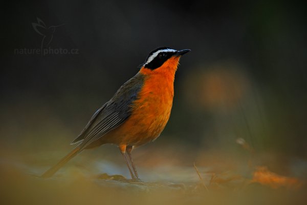 Drozdík bělobrvý (Cossypha heuglini), Drozdík bělobrvý (Cossypha heuglini) White-browed Robin-Chat, Autor: Ondřej Prosický | NaturePhoto.cz, Model: Canon EOS-1D Mark IV, Objektiv: Canon EF 400mm f/2.8 L IS II USM, fotografováno z ruky, Clona: 5.6, Doba expozice: 1/100 s, ISO: 1000, Kompenzace expozice: -2/3, Blesk: Ne, Vytvořeno: 1. července 2012 16:34:12, Victoria Falls, Zambezi River (Zimbabwe)