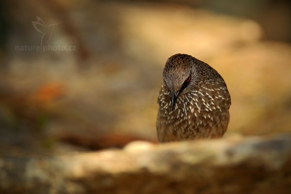 Timálie africká (Turdoides jardineii), Timálie africká (Turdoides jardineii) Arrow-marked Babbler, Autor: Ondřej Prosický | NaturePhoto.cz, Model: Canon EOS-1D Mark IV, Objektiv: Canon EF 400mm f/2.8 L IS II USM, fotografováno z ruky, Clona: 4.0, Doba expozice: 1/1000 s, ISO: 400, Kompenzace expozice: 0, Blesk: Ano, Vytvořeno: 5. července 2012 10:29:04, Chobe National Park (Botswana)