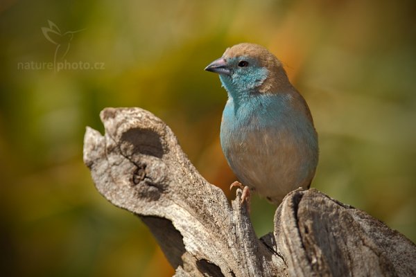 Motýlek angolský (Uraeginthus angolensis), Motýlek angolský (Uraeginthus angolensis) Blue Waxbill, Autor: Ondřej Prosický | NaturePhoto.cz, Model: Canon EOS-1D Mark IV, Objektiv: Canon EF 400mm f/2.8 L IS II USM, fotografováno z ruky, Clona: 5.6, Doba expozice: 1/1000 s, ISO: 320, Kompenzace expozice: -1/3, Blesk: Ano, Vytvořeno: 5. července 2012 12:44:40, Chobe National Park (Botswana)