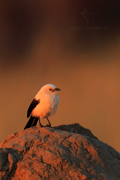 Timálie stračí (Turdoides bicolor) , Timálie stračí (Turdoides bicolor) Southern Pied Babbler, Autor: Ondřej Prosický | NaturePhoto.cz, Model: Canon EOS-1D Mark IV, Objektiv: Canon EF 400mm f/2.8 L IS II USM, fotografováno z ruky, Clona: 7.1, Doba expozice: 1/200 s, ISO: 500, Kompenzace expozice: -2/3, Blesk: Ne, Vytvořeno: 29. června 2012 6:58:31, Hwange National Park (Zimbabwe)