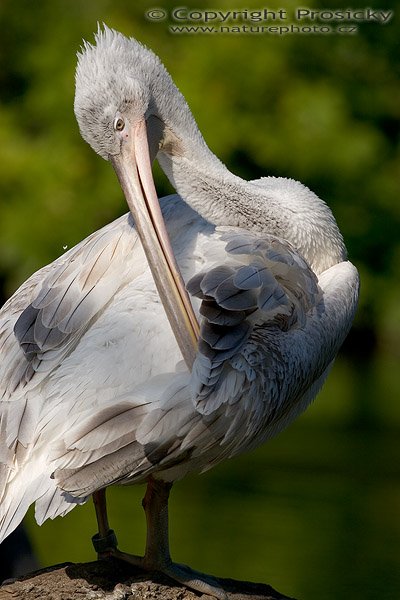 Pelikán kadeřavý (Pelecanus crispus), Pelikán kadeřavý (Pelecanus crispus), Autor: Ondřej Prosický, Model aparátu: Canon EOS 20D, Objektiv: Canon EF 400mm f/5.6 L USM, stativ Manfrotto 190B + 141RC, Ohnisková vzdálenost: 400.00 mm, Režim měření expozice: Vzorek, Clona: 5.60, Doba expozice: 1/640 s, ISO: 100, Vyvážení expozice: 0.00, Blesk: Ne, Vytvořeno: 7. října 2005 15:06:22, ZOO Praha - Troja, (ČR)