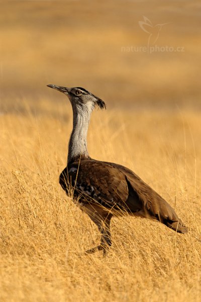 drop kori (Ardeotis kori), drop kori (Ardeotis kori) Kori Bustard, Autor: Ondřej Prosický | NaturePhoto.cz, Model: Canon EOS-1D Mark IV, Objektiv: Canon EF 400mm f/2.8 L IS II USM, fotografováno z ruky, Clona: 7.1, Doba expozice: 1/2000 s, ISO: 250, Kompenzace expozice: -2/3, Blesk: Ne, Vytvořeno: 30. června 2012 9:34:20, Hwange National Park (Zimbabwe)