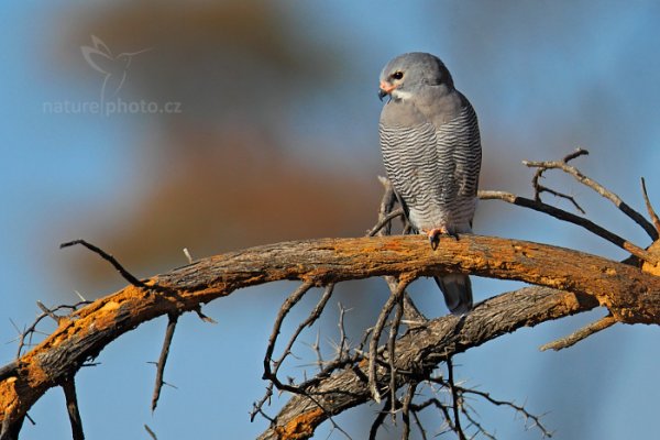 Jestřáb gabar (Micronisus gabar), Jestřáb gabar (Micronisus gabar) Gabar Goshawk, Autor: Ondřej Prosický | NaturePhoto.cz, Model: Canon EOS-1D Mark IV, Objektiv: Canon EF 400mm f/2.8 L IS II USM, fotografováno z ruky, Clona: 5.6, Doba expozice: 1/2500 s, ISO: 250, Kompenzace expozice: -2/3, Blesk: Ne, Vytvořeno: 30. června 2012 9:07:52, Hwange National Park (Zimbabwe)