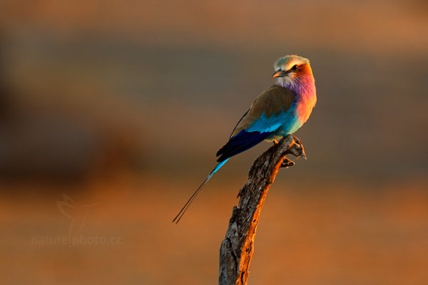 Mandelík fialovoprsý (Coracias caudatus), Mandelík fialovoprsý (Coracias caudatus) Lilac-breasted Roller, Autor: Ondřej Prosický | NaturePhoto.cz, Model: Canon EOS-1D Mark IV, Objektiv: Canon EF 400mm f/2.8 L IS II USM, fotografováno z ruky, Clona: 6.3, Doba expozice: 1/100 s, ISO: 400, Kompenzace expozice: -1/3, Blesk: Ne, Vytvořeno: 26. června 2012 17:25:09, Hwange National Park (Zimbabwe)