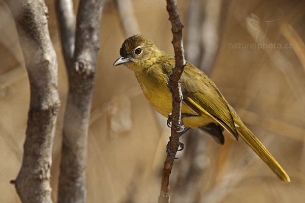 Bulbul žlutobřichý  (Chlorocichla flaviventris), Bulbul žlutobřichý  (Chlorocichla flaviventris ) Yellow-bellied Greenbul, Autor: Ondřej Prosický | NaturePhoto.cz, Model: Canon EOS-1D Mark IV, Objektiv: Canon EF 400mm f/2.8 L IS II USM, fotografováno z ruky, Clona: 8.0, Doba expozice: 1/2000 s, ISO: 1000, Kompenzace expozice: -1/3, Blesk: Ano, Vytvořeno: 1. července 2012 12:40:19, Victoria Falls, Zambezi River (Zimbabwe)