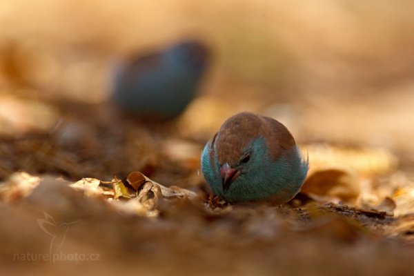 Motýlek angolský (Uraeginthus angolensis), Motýlek angolský (Uraeginthus angolensis) Blue Waxbill, Autor: Ondřej Prosický | NaturePhoto.cz, Model: Canon EOS-1D Mark IV, Objektiv: Canon EF 400mm f/2.8 L IS II USM, fotografováno z ruky, Clona: 8.0, Doba expozice: 1/320 s, ISO: 1000, Kompenzace expozice: -1/3, Blesk: Ano, Vytvořeno: 1. července 2012 12:26:47, Chobe National Park (Botswana)