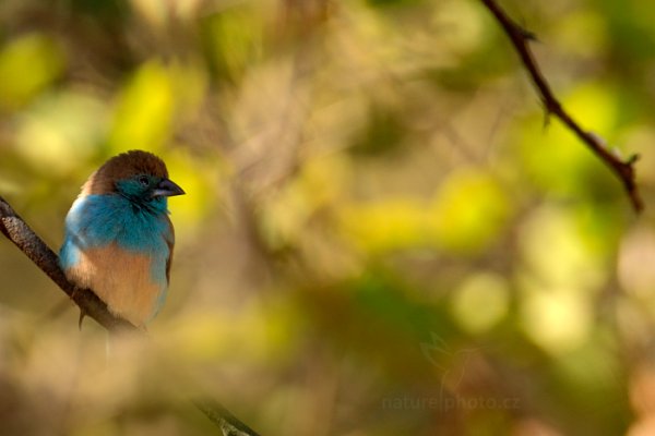 Motýlek angolský (Uraeginthus angolensis), Motýlek angolský (Uraeginthus angolensis) Blue Waxbill, Autor: Ondřej Prosický | NaturePhoto.cz, Model: Canon EOS-1D Mark IV, Objektiv: Canon EF 400mm f/2.8 L IS II USM, fotografováno z ruky, Clona: 6.3, Doba expozice: 1/500 s, ISO: 640, Kompenzace expozice: -1/3, Blesk: Ano, Vytvořeno: 29. června 2012 12:40:41, Hwange National Park (Zimbabwe)