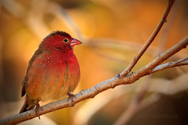 Amarant malý (Lagonosticta senegala), Amarant malý (Lagonosticta senegala) Red-billed Firefinch, Autor: Ondřej Prosický | NaturePhoto.cz, Model: Canon EOS-1D Mark IV, Objektiv: Canon EF 400mm f/2.8 L IS II USM, fotografováno z ruky, Clona: 8.0, Doba expozice: 1/100 s, ISO: 500, Kompenzace expozice: -1/3, Blesk: Ano, Vytvořeno: 1. července 2012 13:05:33, Victoria Falls, Zambezi River (Zimbabwe)