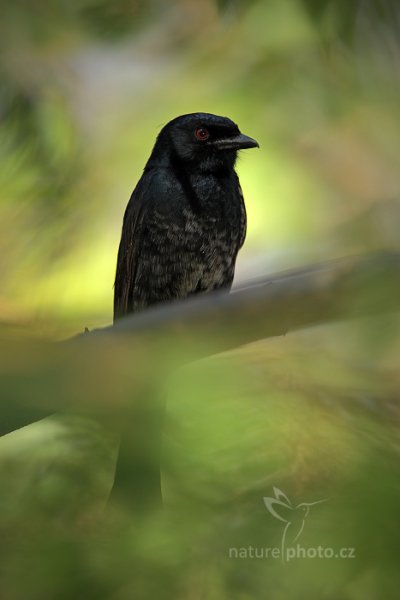 Drongo africký (Dicrurus adsimilis), Drongo africký (Dicrurus adsimilis) Fork-tailed Drongo, Autor: Ondřej Prosický | NaturePhoto.cz, Model: Canon EOS-1D Mark IV, Objektiv: Canon EF 400mm f/2.8 L IS II USM, fotografováno z ruky, Clona: 5.0, Doba expozice: 1/500 s, ISO: 500, Kompenzace expozice: 0, Blesk: Ano, Vytvořeno: 5. července 2012 12:22:14, Chobe National Park (Botswana)