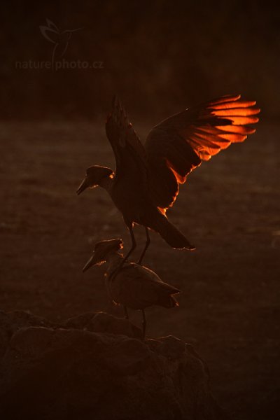 Kladivouš africký  (Scopus umbretta), Kladivouš africký (Scopus umbretta) Hamerkop, Autor: Ondřej Prosický | NaturePhoto.cz, Model: Canon EOS-1D Mark IV, Objektiv: Canon EF 400mm f/2.8 L IS II USM, fotografováno z ruky, Clona: 7.1, Doba expozice: 1/400 s, ISO: 500, Kompenzace expozice: -1 1/3, Blesk: Ne, Vytvořeno: 6. července 2012 7:14:48, Chobe National Park (Botswana)