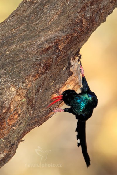 Dudkovec stromový (Phoeniculus purpurem), Dudkovec stromový (Phoeniculus purpurem) Green Wood Hoopoe, Autor: Ondřej Prosický | NaturePhoto.cz, Model: Canon EOS-1D Mark IV, Objektiv: Canon EF 400mm f/2.8 L IS II USM, fotografováno z ruky, Clona: 6.3, Doba expozice: 1/100 s, ISO: 400, Kompenzace expozice: -1 1/3, Blesk: Ano, Vytvořeno: 28. června 2012 12:53:36, Hwange National Park (Zimbabwe)